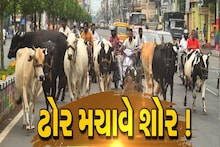 Stray Cattle: રસ્તે રખડતા ઢોરનો રસ્તો શું? રાજ્યના રસ્તા પર રખડતા ઢોરનો અડિંગો, જુઓ વીડિયો